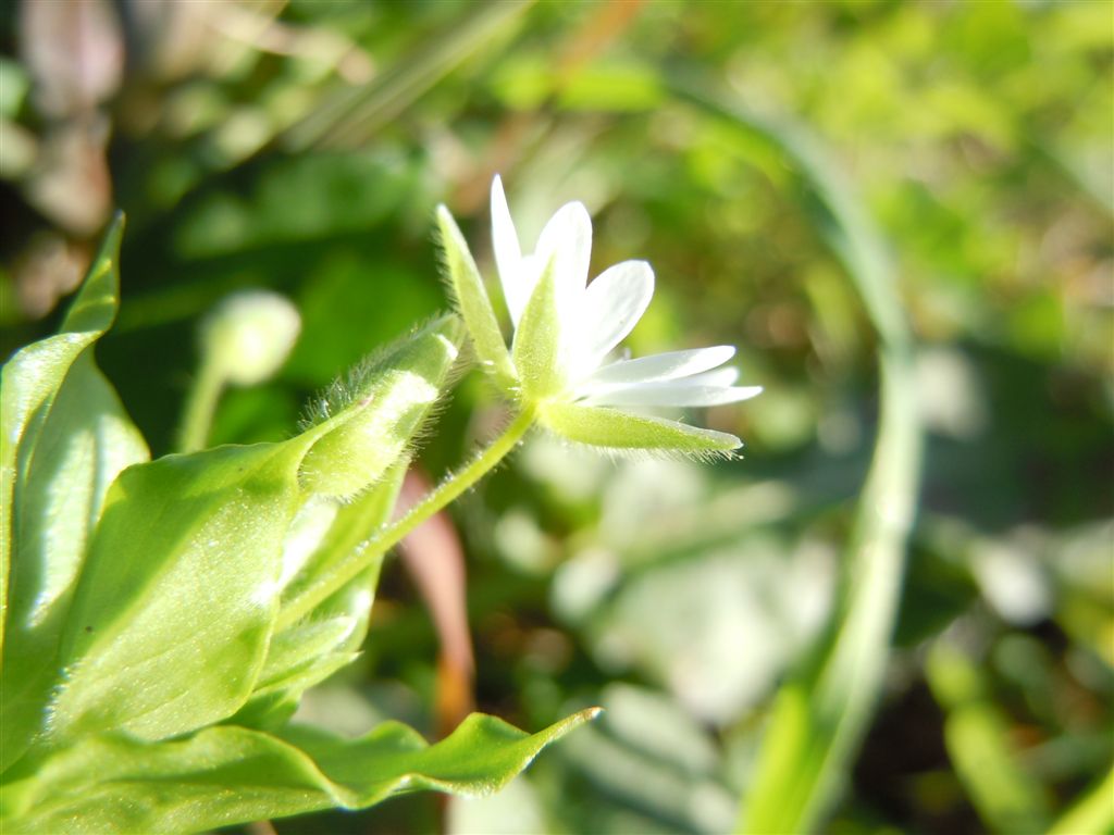 Fiori da Capodimonte - Stellaria neglecta